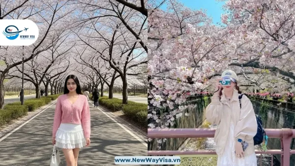 Đừng để thủ tục xin VISA Hàn Quốc làm lỡ hẹn mùa hoa