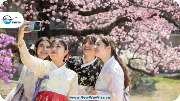 Mùa Hoa Anh Đào Ở Hàn Quốc (2)