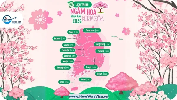Lịch Mùa Hoa Anh Đào Ở Hàn Quốc 2026